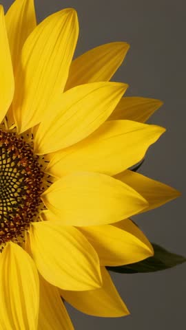 Vertical close-up video panning across sunflower head revealing disk florets and yellow petals