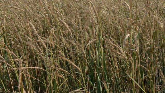 Swaying tall grasses with awned seed heads in sunlit meadow textured prairie