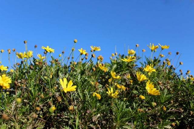 Golden Yellow Wildflowers Blooming Against Clear Blue Sky - Download Free Stock Photos Pikwizard.com
