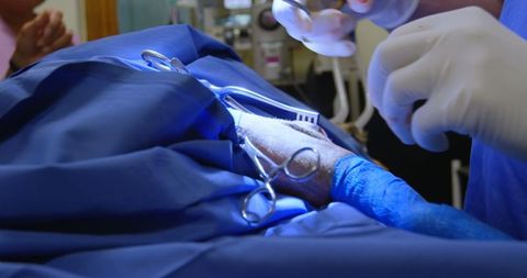 Veterinarian Performing Dog Surgery with Surgical Instruments