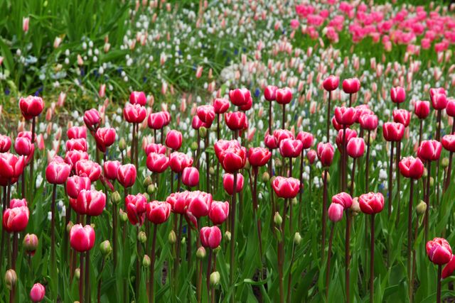 Rows of pink tulips in full bloom create a colorful and vibrant spring display in a garden park. Ideal for use in botanical articles, gardening blogs, floral-themed projects, and promotional materials celebrating springtime or nature's beauty.
