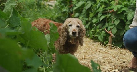 Senior Golden Retriever Exploring Lush Garden Path
