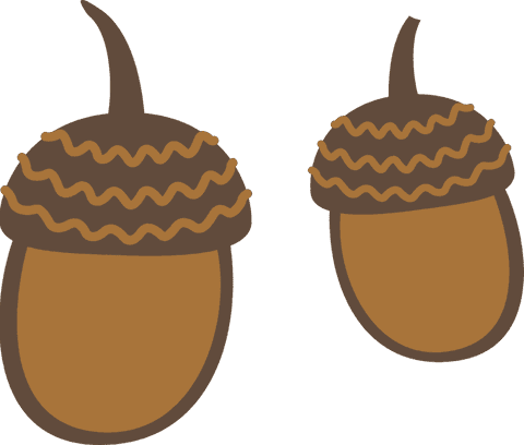 stylish acorn pair with wavy caps on transparent background - Download Free Stock Videos Pikwizard.com