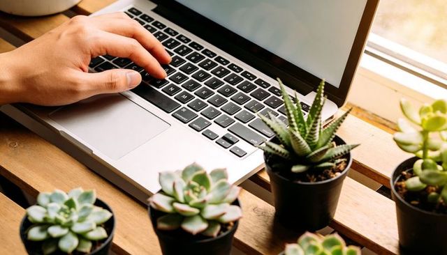 Left hand typing on silver laptop among potted succulents on sunlit wooden windowsill