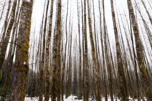 Snow-Covered Forest of Tall Bare Trees in Winter - Download Free Stock Photos Pikwizard.com
