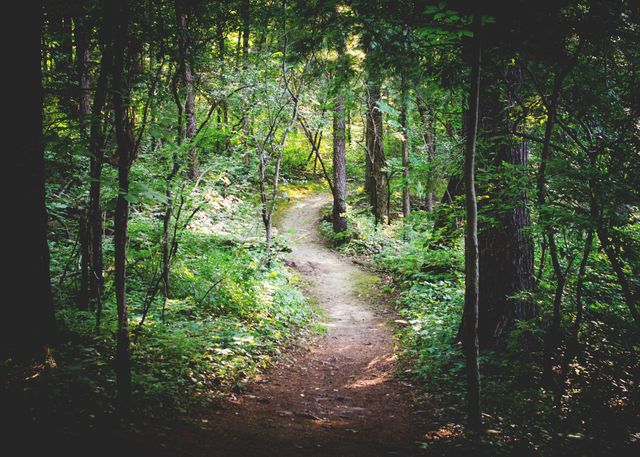 Path through lush green forest bathed in dappled sunlight. Ideal for use in promoting outdoor activities, nature conservation, travel, and mindfulness. Perfect for backgrounds in nature-themed web designs or environmental publications.