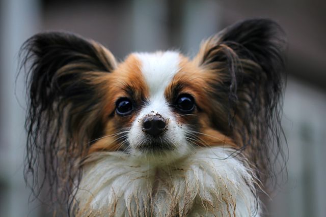 This image captures a Papillon dog with a muddy face, characterized by its distinct large ears and charming expression. Ideal for use in pet-related content, advertising pet products, vet services promotions, or animal behavior articles.