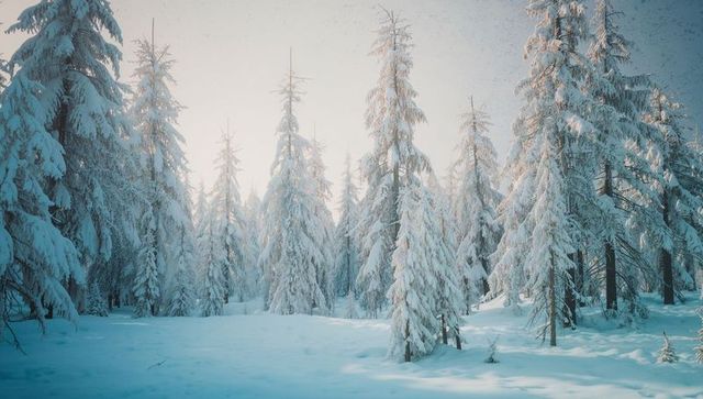 Serene Evergreen Forest Covered in Winter Snow