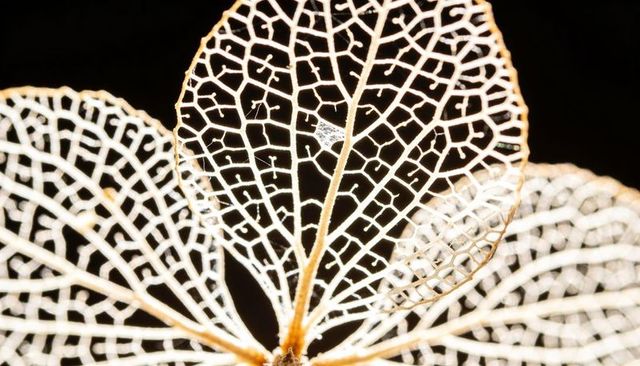 Backlit leaf skeletons showing intricate lace venation pattern on black background macro