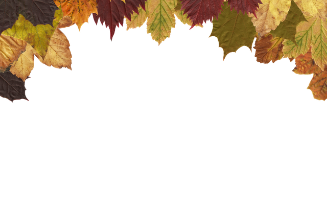 Colorful Fall Leaves Autumn Border on Transparent Background - Download Free Stock Videos Pikwizard.com