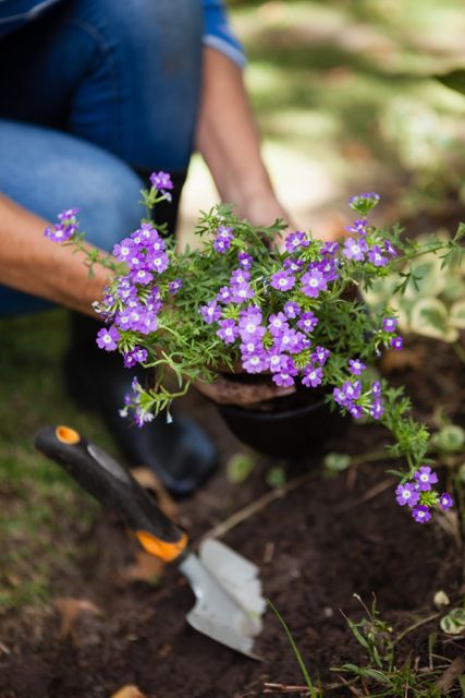 Senior woman planting purple flowers in backyard garden, showcasing hands and gardening tools. Ideal for use in articles or advertisements about gardening, outdoor activities, senior lifestyle, horticulture, and nature. Perfect for illustrating concepts of healthy aging, hobbies, and seasonal gardening tips.