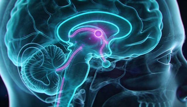 Translucent skull sagittal brain with glowing neural pathways and cerebellum cross-section