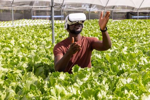 Man Using Virtual Reality Technology Among Hydroponic Lettuce in Greenhouse