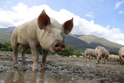 Pigs roaming free on muddy farm in serene rural setting
