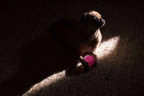 Pug resting with pink chew toy in dim light