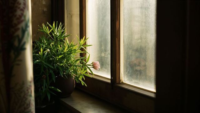 Sunlit Rustic Windowsill with Potted Green Plant and Pale Pink Bloom