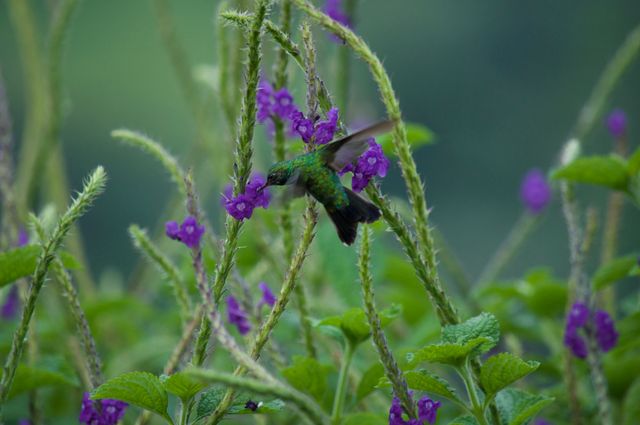 Herb Flower Plant - Download Free Stock Photos Pikwizard.com