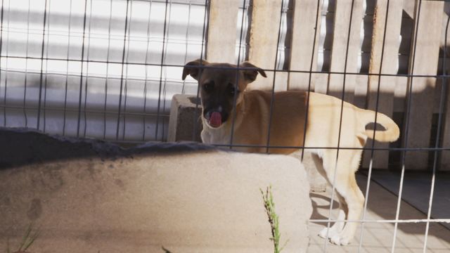 This video depicts a rescue puppy standing inside a cage at an animal shelter, with a hopeful expression as it looks out. Ideal for use in campaigns promoting animal welfare, dog adoption drives, or articles discussing the importance of adopting rescue pets. Perfect for websites, social media posts, and printed materials aiming to raise awareness about the plight of sheltered animals and encouraging the public to provide loving homes to these pets.