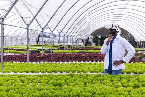 Technician Observing Hydroponic Greenhouse with VR Headset