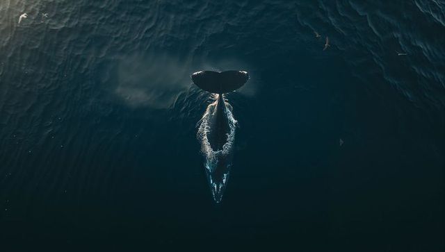 Aerial humpback whale tail lifting above deep blue ocean with sunlit wake and seabirds
