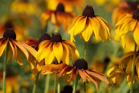 Vibrant Yellow Coneflowers in Bloom