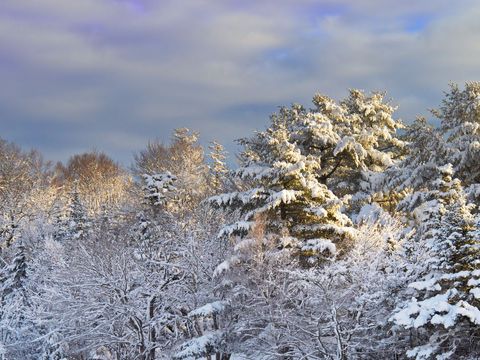 Snow Covered Trees Under Dramatic Sky at Sunrise
