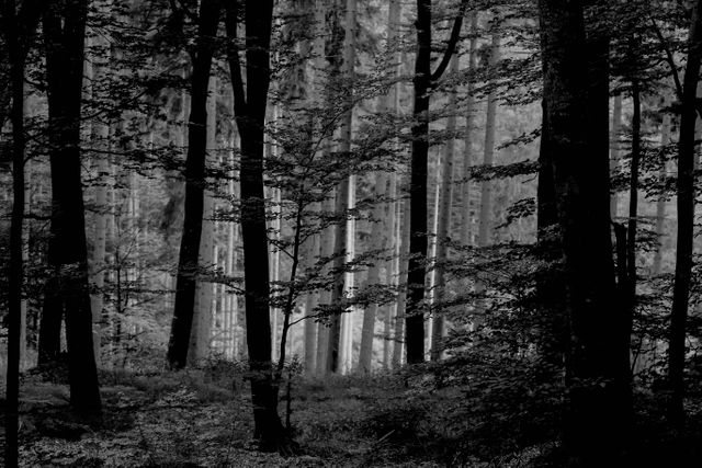 Mature trees standing tall in a dark forest create a mysterious and serene atmosphere. Black and white tones enhance the eeriness and depth, making it ideal for themes related to mystery, the supernatural, nature, and tranquility. It is suitable for backgrounds, environmental campaigns, and storytelling visuals.