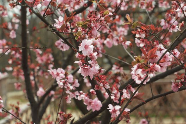 Cherry tree with pink flowers blooming in spring, creating a beautiful and vibrant scene. Ideal for use in nature-themed projects, gardening blogs, or as a calming visual in wellness content.