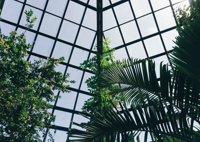 Beautiful Greenhouse Ceiling with Lush Tropical Plants - Download Free Stock Photos Pikwizard.com