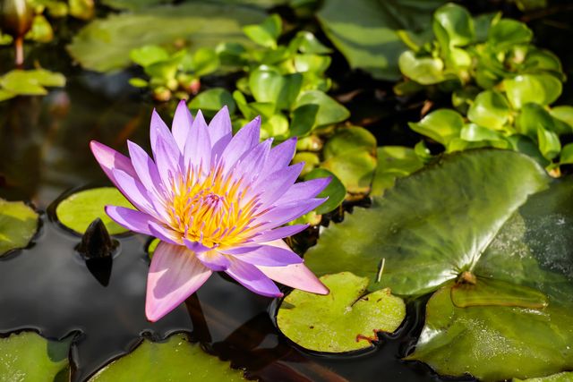 Beautiful Purple Lotus Flower Blooming in Tranquil Pond - Download Free Stock Photos Pikwizard.com
