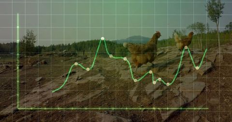 Chickens on Rural Hillside with Superimposed Data Chart