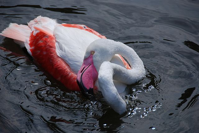 This striking scene captures a flamingo twisting its head downwards while feeding in water. The vibrant pink and white plumage stands out against the dark backdrop, drawing immediate attention to the bird's unique posture. Ideal for use in wildlife photography, nature-themed articles, educational materials on bird behavior and feeding patterns, or any project aiming to emphasize the beauty and uniqueness of birds. It provides a rare glimpse into the feeding habits of this flamboyant avian species.
