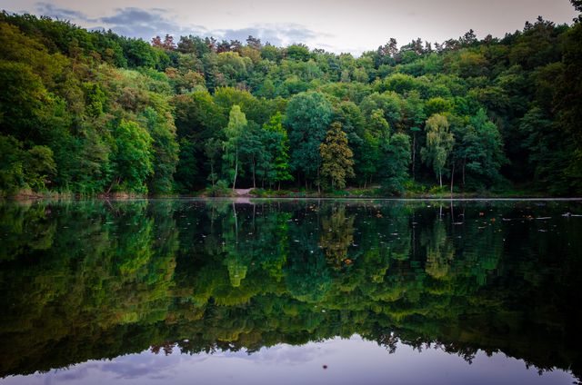 Pristine lake surrounded by dense forest with clear water reflecting trees and sky in early morning light, perfect for nature backgrounds, outdoor adventure imagery, peaceful retreat visuals, and environmental conservation themes.