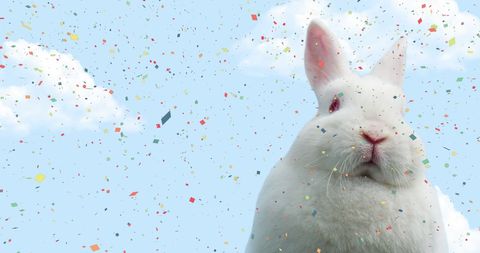 White Bunny Standing Under Falling Confetti in Bright Sky - Download Free Stock Images Pikwizard.com