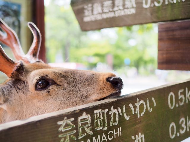 Curious deer with antlers interact with wooden directional signs in Nara Park, Japan. Great for use in wildlife, nature, or travel-related content. Suitable for educational materials about wildlife or Japan's tourist attractions.