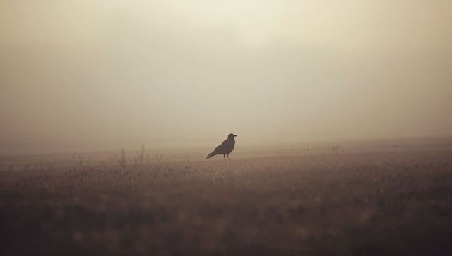 Solitary bird silhouette in misty meadow