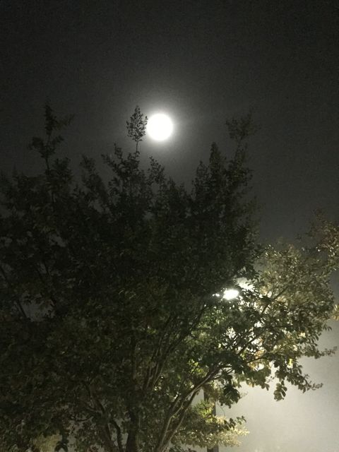 Full moon illuminating a tree at night creates a serene and calm atmosphere. Ideal for themes involving nature, astronomy events, meditation, and nighttime scenes. Useful for visually representing tranquility, night hikes, or outdoor excursions.
