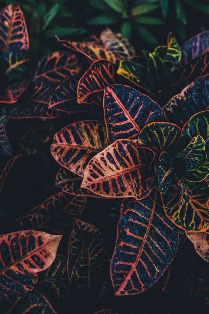 Shot showcases colorful croton leaves with intricate patterns in a lush garden. Perfect for gardening websites, horticultural blogs, and nature-inspired designs needing vibrant, tropical aesthetic.