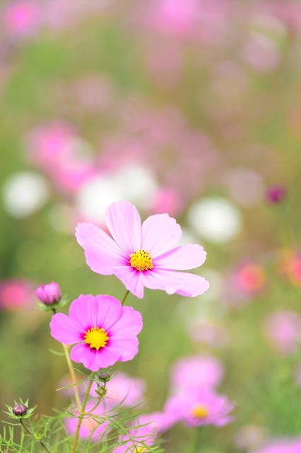 Image shows beautiful pink cosmos flowers in full bloom with a blurred green and pink background. This vibrant and colorful floral image can be used for a variety of purposes such as greeting cards, wall art, nature-themed promotions, and gardening blogs. It evokes feelings of spring and summer, highlighting the beauty of nature.