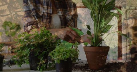 Hispanic woman tending houseplants for sustainability and wellness