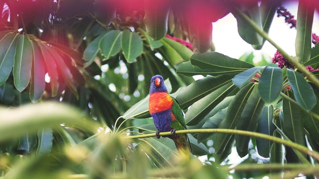 Bright and vibrant lorikeet perched on a branch amidst lush tropical foliage, with leaves and plants framing the shot. Perfect for themes related to nature, wildlife, tropical environments, bird watching, and exotic animal backgrounds for various design projects.