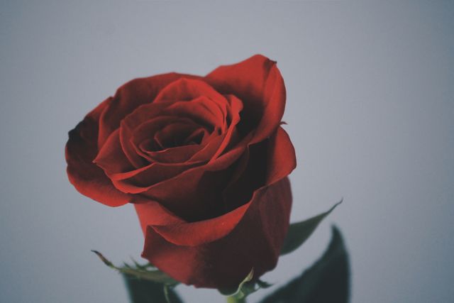 Close-Up of Single Red Rose on Soft Blue Background - Download Free Stock Photos Pikwizard.com