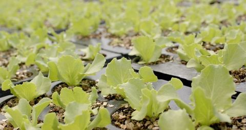 Hydroponic lettuce cultivation in sustainable agriculture