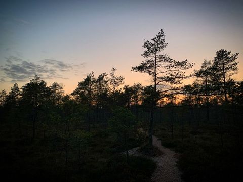 Tranquil pine forest at dawn with silhouetted trees