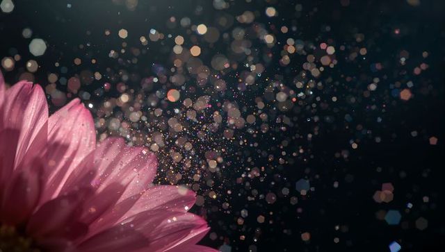 Pink daisy petals shimmering with water droplets and glitter bokeh on dark background