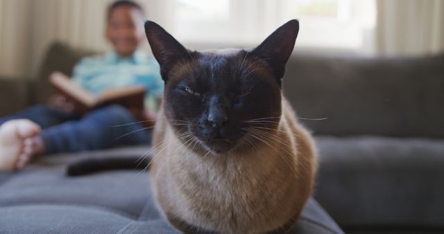 Happy siamese cat sitting on sofa, with african american boy sitting reading book in background. spending free time at home.