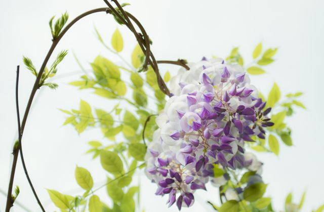 Beautiful wisteria flowers in full bloom with lush green leaves in the background, perfect for themes related to nature, gardening, and springtime. Ideal for use in advertisements for gardening products, floral wallpapers, nature blogs, and eco-friendly initiatives.