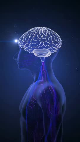 Rotating translucent silhouette revealing glowing brain and pulsing neural pathways in space