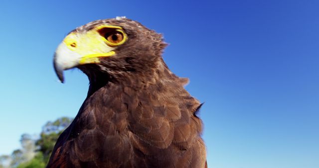 A close-up of a majestic eagle against a clear blue sky, showcasing its sharp beak and intense gaze. Its dark feathers and yellow beak highlight the bird's predatory features and natural beauty.