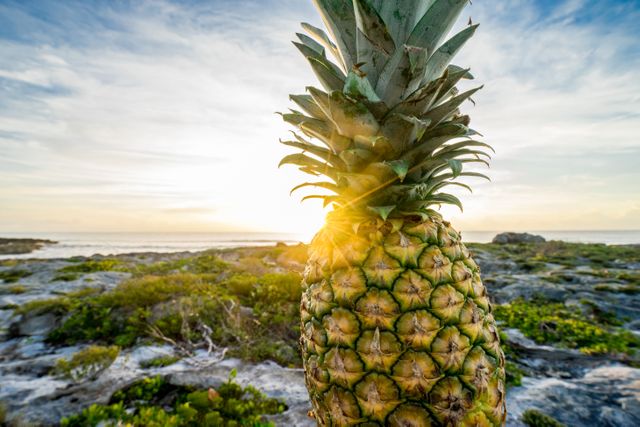 Close-up pineapple with rocky beach and sunset in background. Ideal for tropical, vacation, and summer themes in advertising or social media posts.